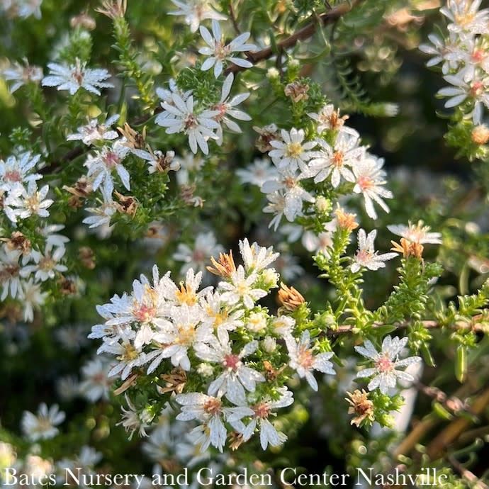 #1 Symphyotrichum eric Snow Flurry/ White Heath Aster Native (R)