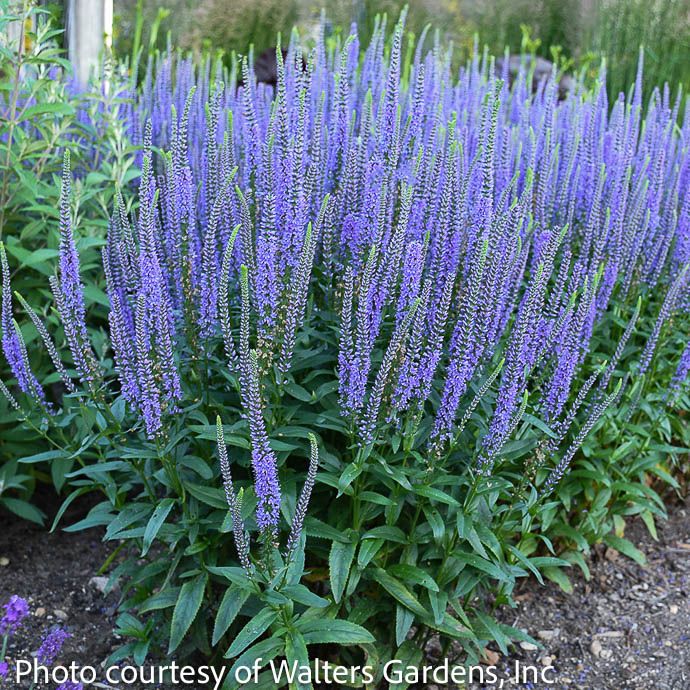 #1 Veronica Blue Skywalker / Speedwell