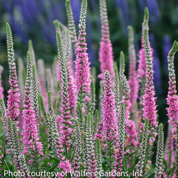 #1 Veronica Perfectly Picasso/ Pink Speedwell