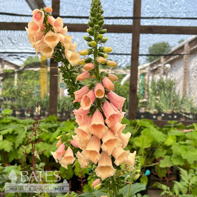 #1 Digitalis pur Dalmatian Peach / Foxglove