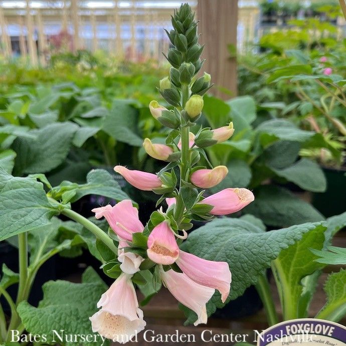 #1 Digitalis pur Dalmatian Peach / Foxglove