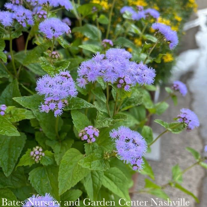 #2 Conoclinium (Eupatorium) coelestinum AB/ Hardy Ageratum Mistflower Native (TN)
