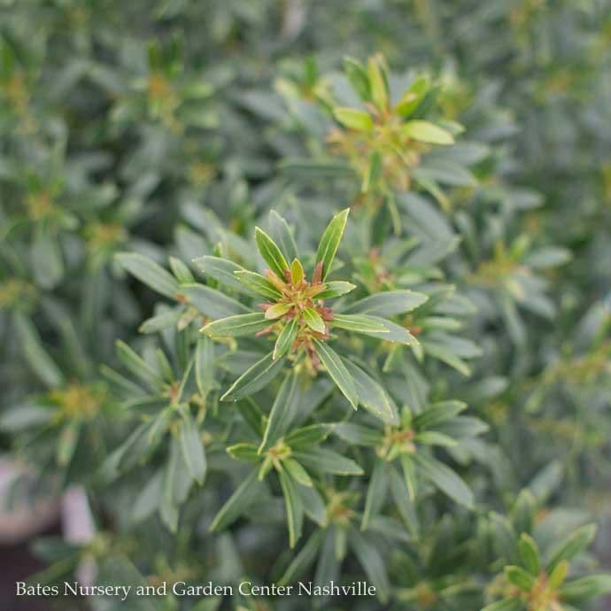 #2 Ilex glabra PW Gem Box/ Inkberry Holly (female) Native (R)