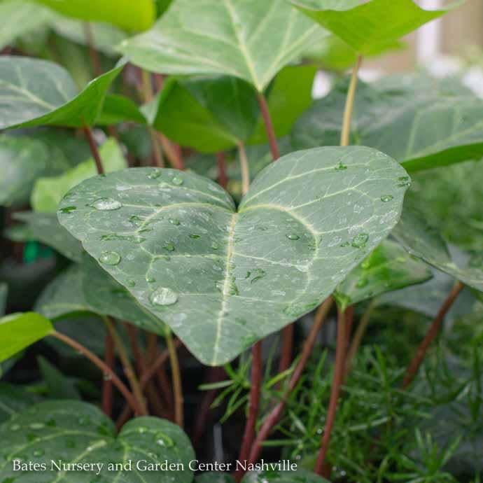 6p! Ivy Algerian Ivy - Green /Tropical