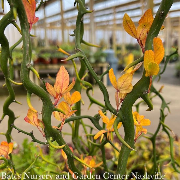 #3 Poncirus tri Flying Dragon/ Japanese Bitter Orange