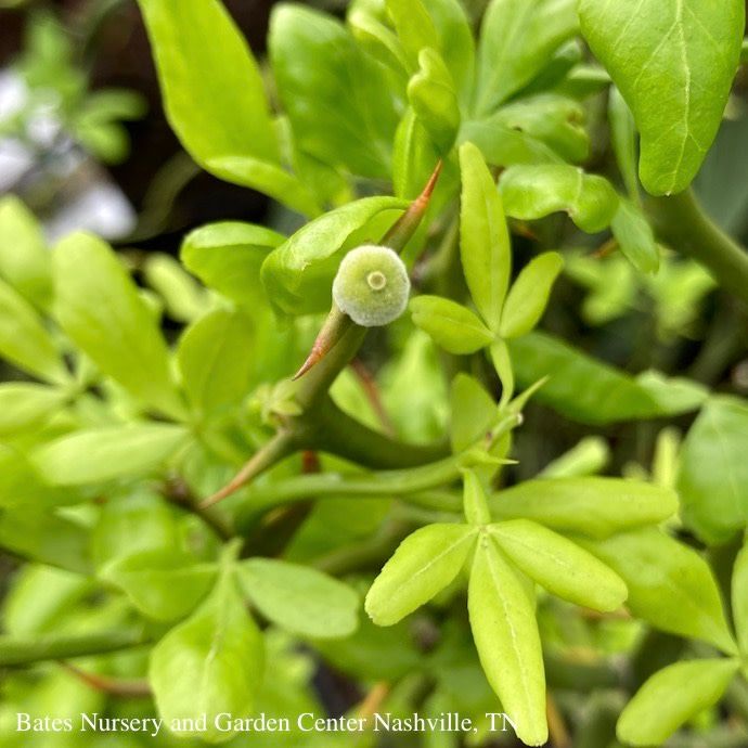 #3 Poncirus tri Flying Dragon/ Japanese Bitter Orange