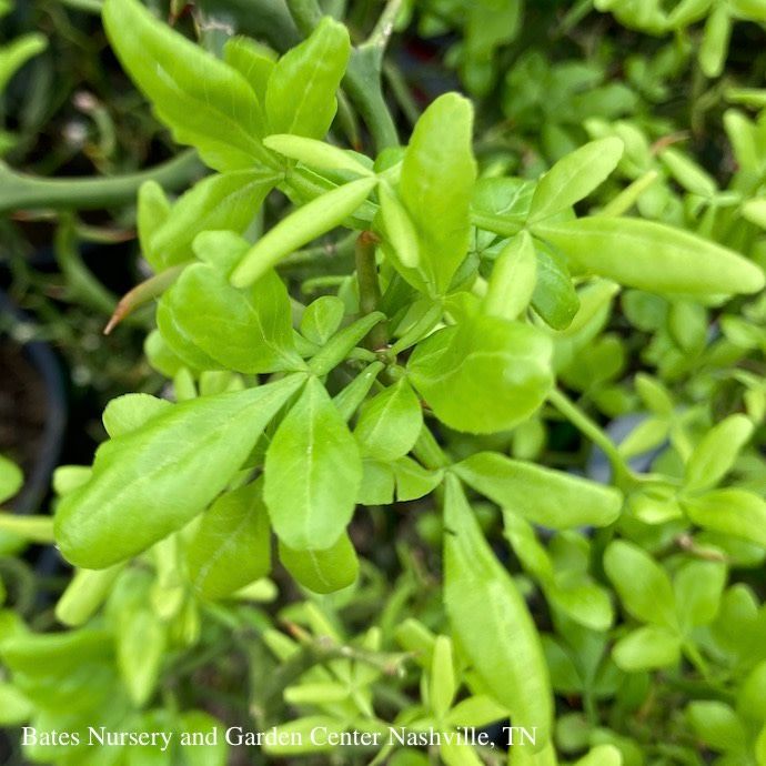 #3 Poncirus tri Flying Dragon/ Japanese Bitter Orange