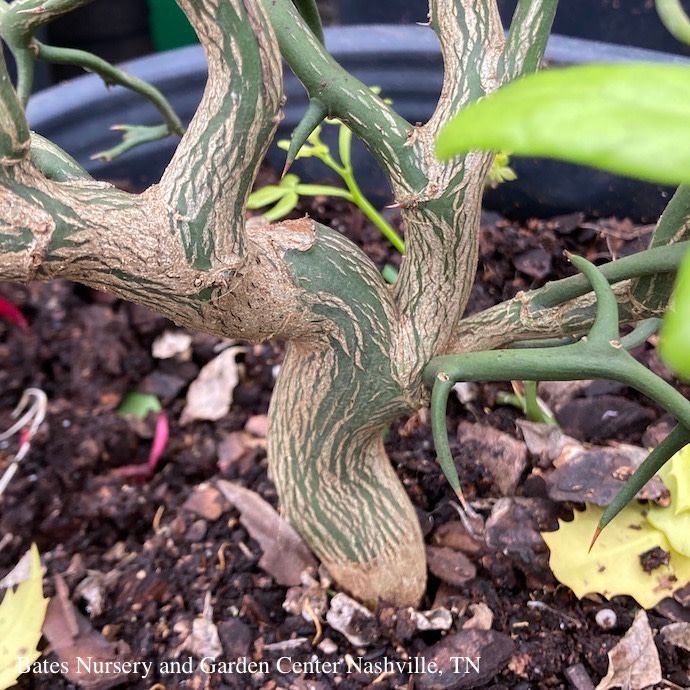 #3 Poncirus tri Flying Dragon/ Japanese Bitter Orange