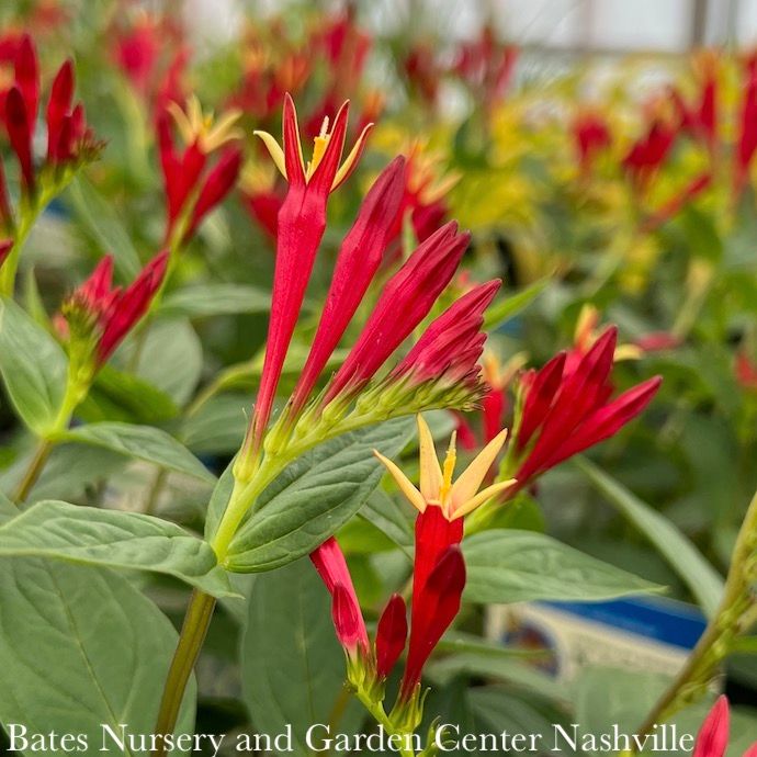 #1 Spigelia mar Little Redhead/ Indian Pink Native (TN)