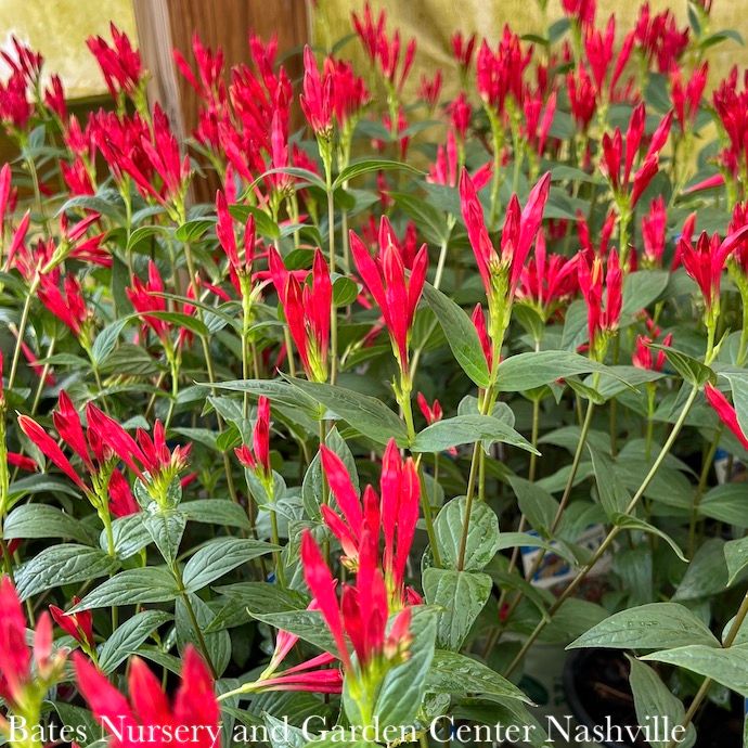 #1 Spigelia mar Little Redhead/ Indian Pink Native (TN)