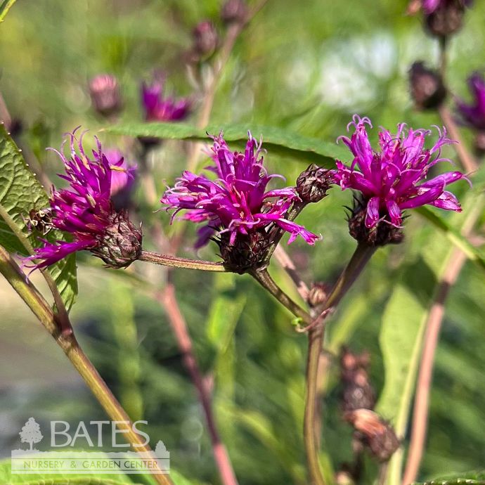 #2 Vernonia noveboracensis/ Ironweed Native (TN)