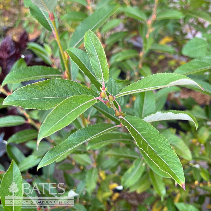 #3 Salix grac Mt Aso/ Japanese Pussy Willow