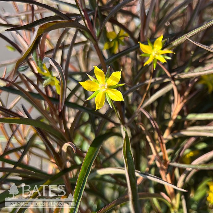 #1 Lysimachia lan Burgundy Mist/ Lanced-Leaved Loosestrife Native (TN)