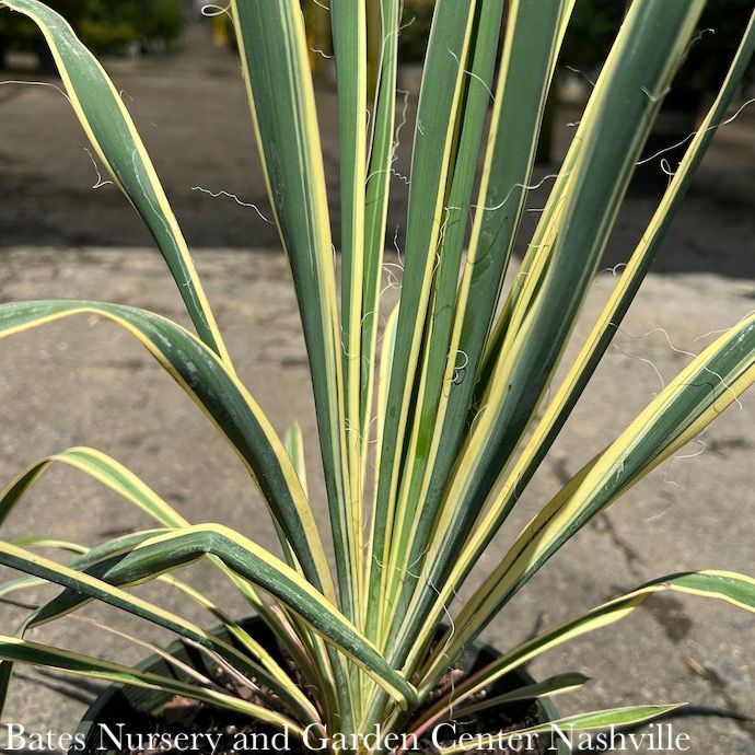 #1 Yucca fil Bright Edge/ Variegated Native (TN)