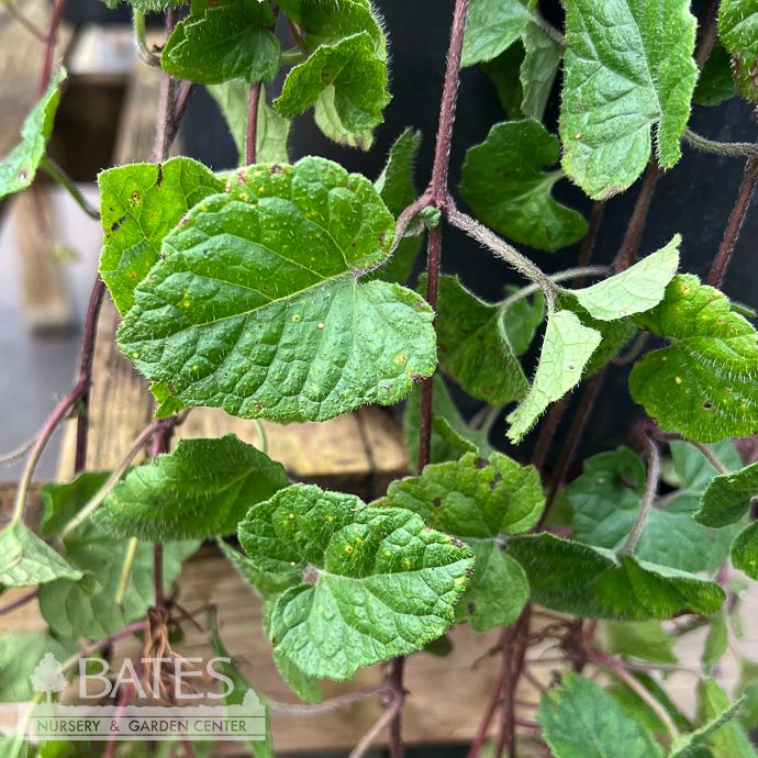 #1 Meehania cordata/ Creeping Mint Native (R)
