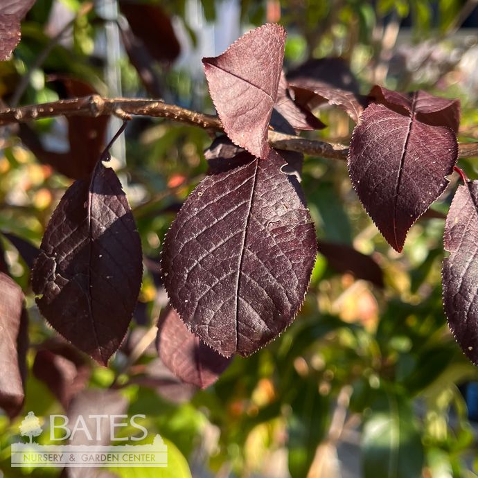 #20 Prunus virg Canada Red/ Chokecherry Native (R)