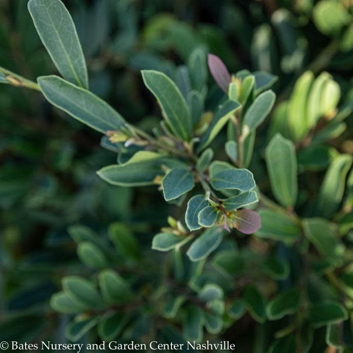 #3 Distylium x FE Cinnamon Girl - No Warranty