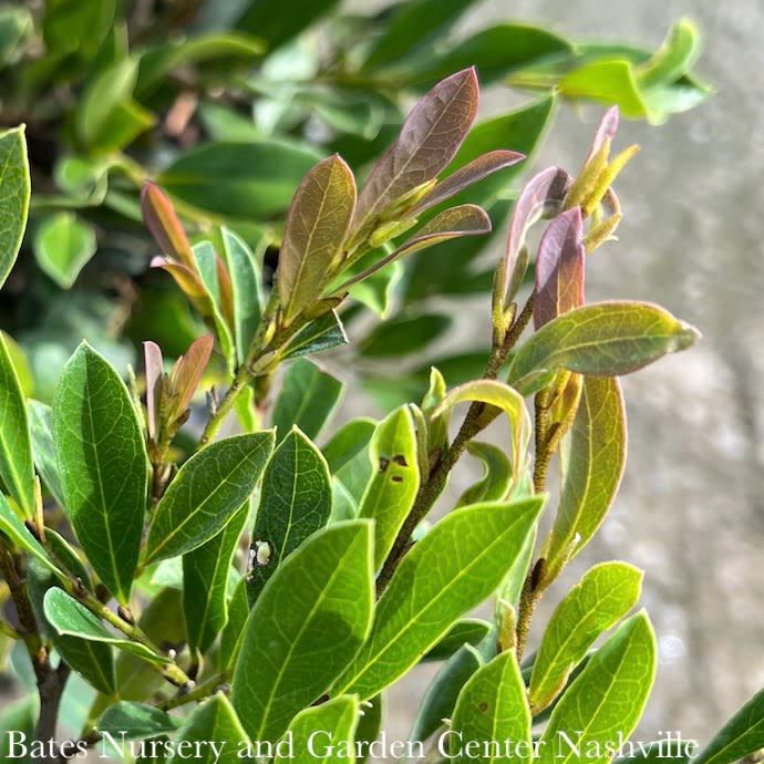 #3 Distylium x FE Cinnamon Girl - No Warranty