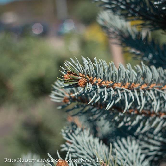 #7 Picea pun Hoopsii/ Blue Spruce