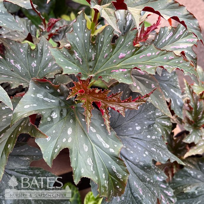 6p! Begonia Sophia  /Tropical