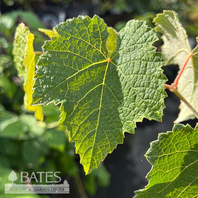 Edible #2 Vitis lab Reliance Pink/ Seedless Grape Native (TN)