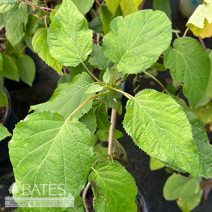#3 Hydrangea arborescens/ Smooth/ Wild Native (TN)