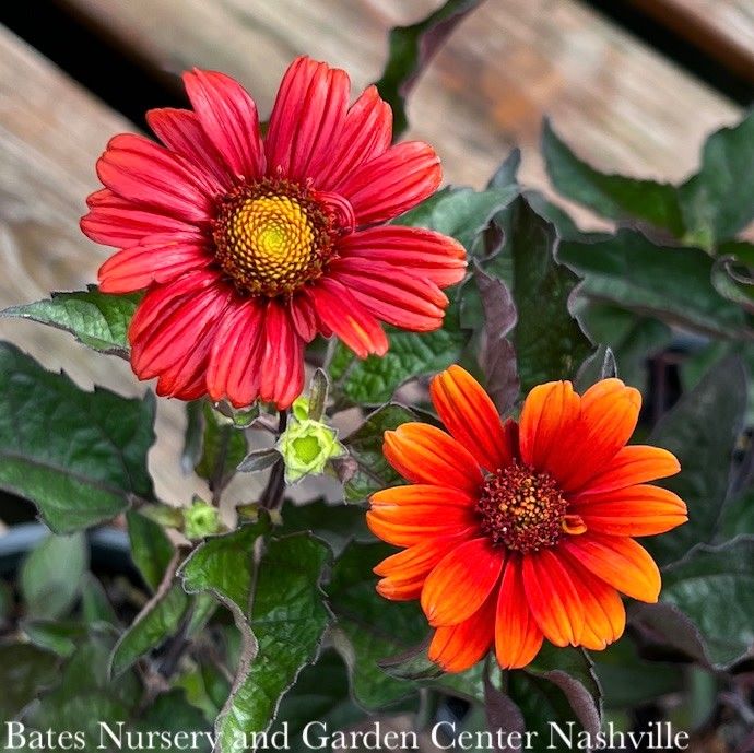 #2 Heliopsis helianthoides Bleeding Hearts/ False Sunflower Native (R)