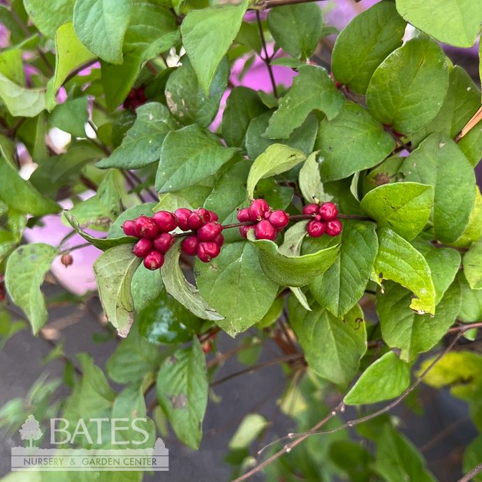 #3 Symphoricarpos orbiculatus/ Coralberry Native (TN)