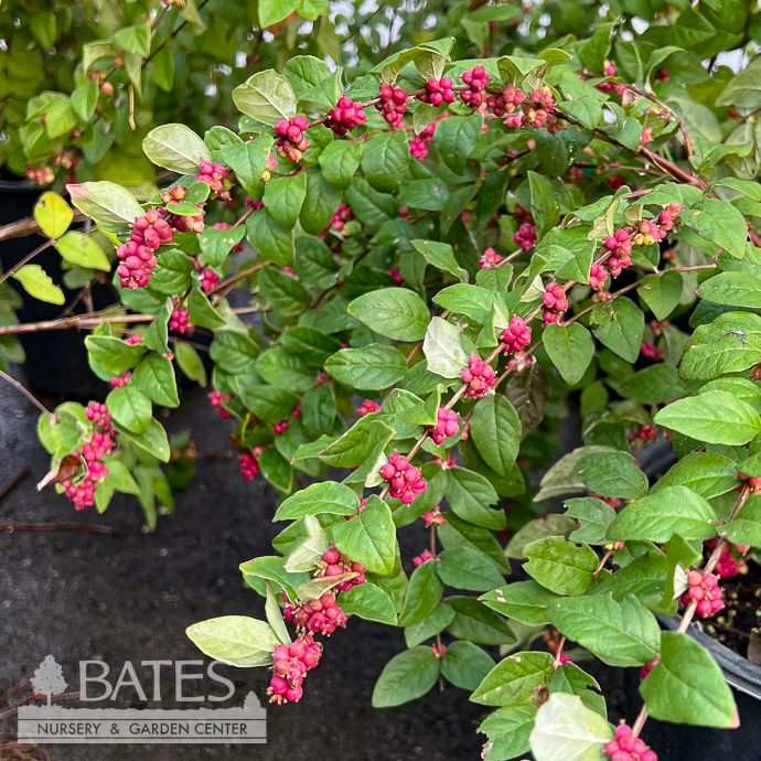 #3 Symphoricarpos orbiculatus/ Coralberry Native (TN)