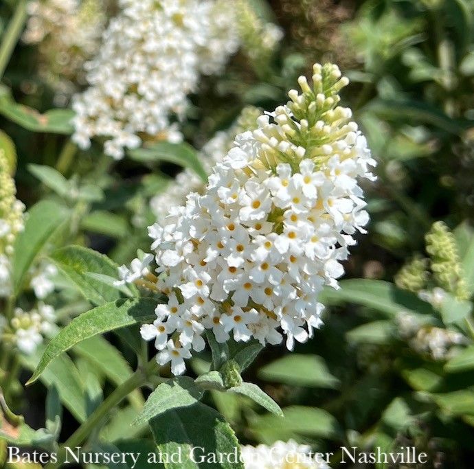 #2 Buddleia dav SL Butterfly Towers 'White'/ Butterfly Bush