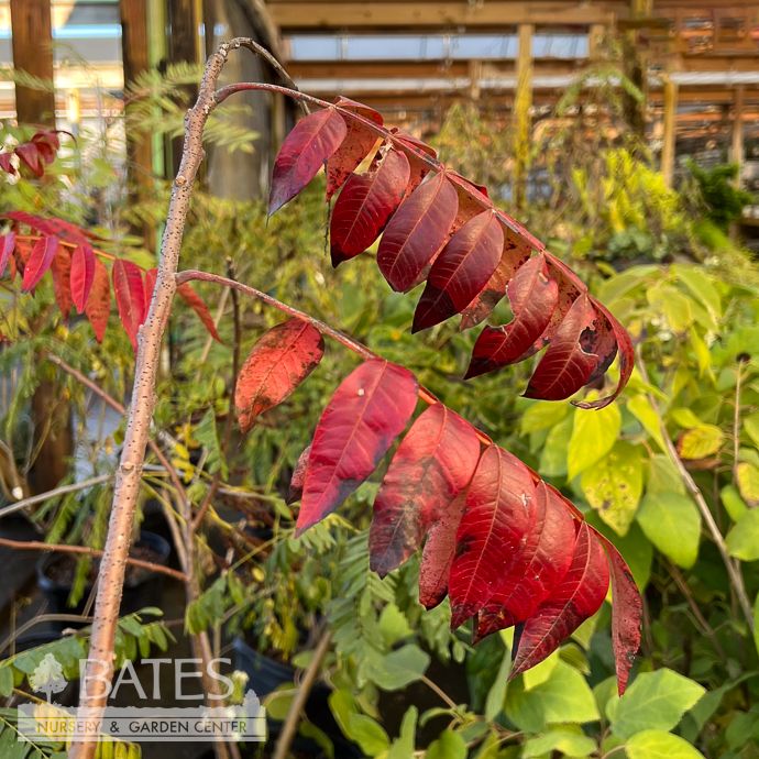 #3 Rhus copallinum/ Winged Sumac Native (TN)