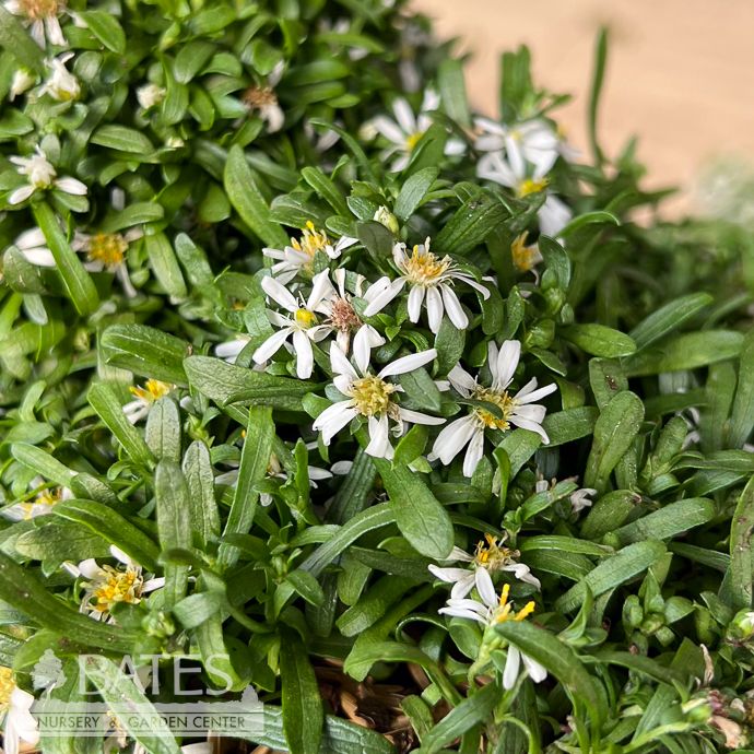 #1 Symphyotrichum x Bridal Veil/ Aster Native (TN)