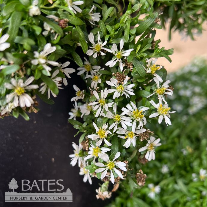 #1 Symphyotrichum x Bridal Veil/ Aster Native (TN)