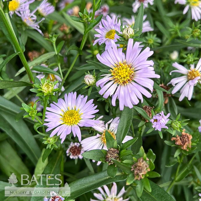 #1 Symphyotrichum novi-belgii/ New York Aster