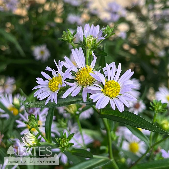 #1 Symphyotrichum novi-belgii/ New York Aster
