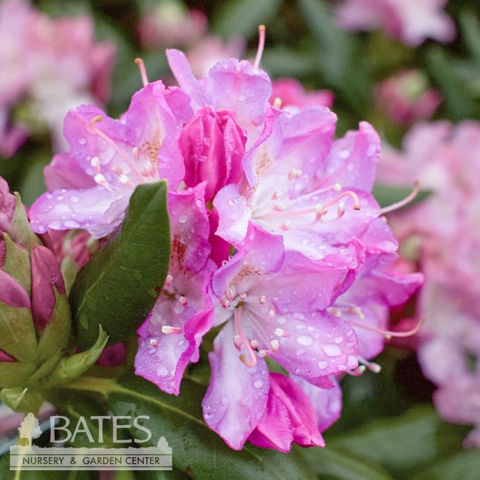 #10 Rhododendron x English Roseum/ Pink  - No Warranty