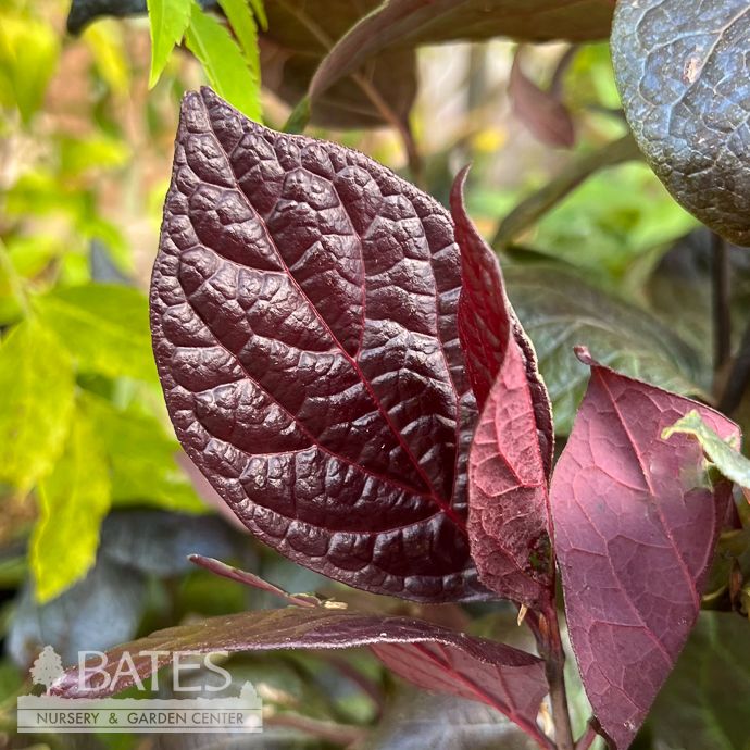 #3 Calycanthus flor var purp Burgundy Spice/ Allspice Sweetshrub Native (TN)