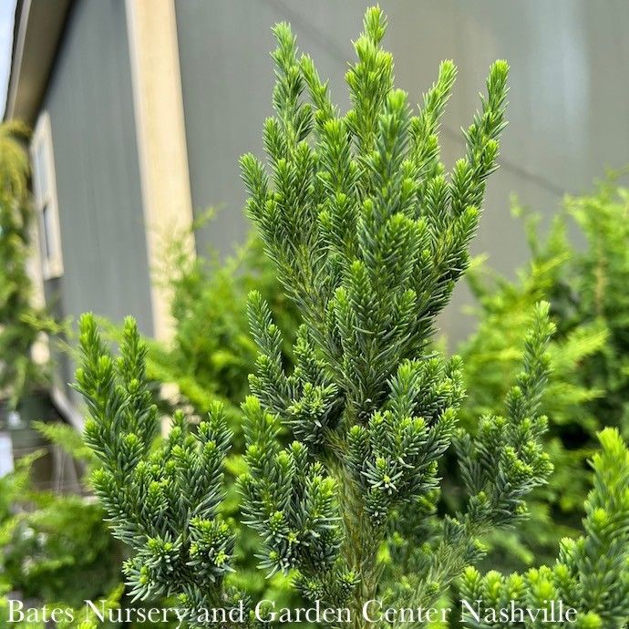 #2 Cryptomeria japonica Black Dragon/ Japanese False Cedar