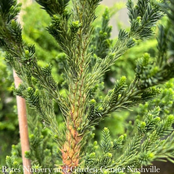 #2 Cryptomeria japonica Black Dragon/ Japanese False Cedar