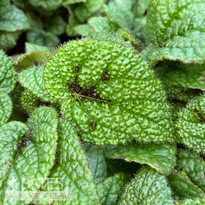 4p! Begonia Iron Cross  /Tropical