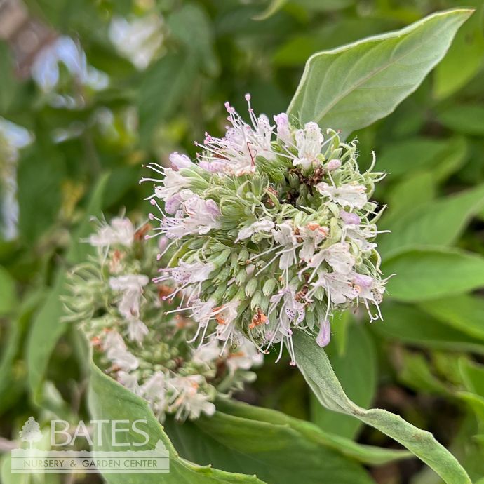 #1 Pycnanthemum x incanum/ Mountain Mint