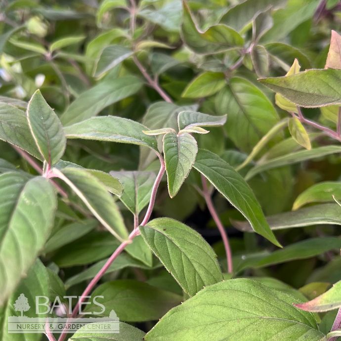 #1 Pycnanthemum x incanum/ Mountain Mint