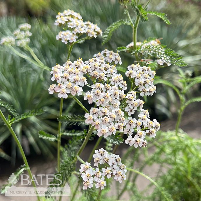 #1 Achillea millefolium/ Yarrow Native (TN)