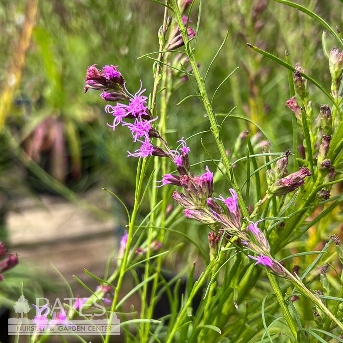 #1 Liatris microcephala/ Dwarf Blazing Star Native (TN)