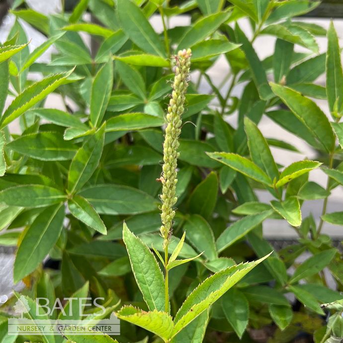 #1 Veronicastrum virg Challenger/  Pink Tall Culver&#39;s Root Native (TN)