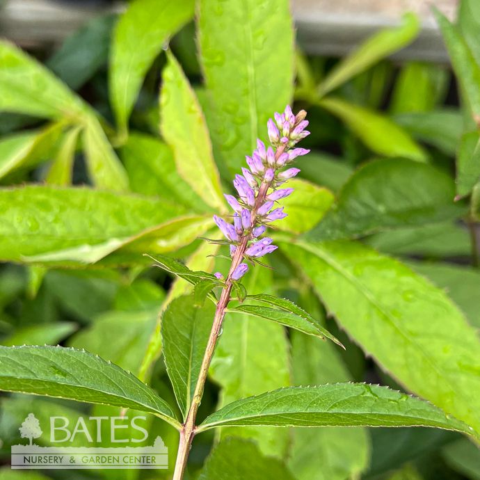 #1 Veronicastrum virginicum/ Culver's Root Native (TN)
