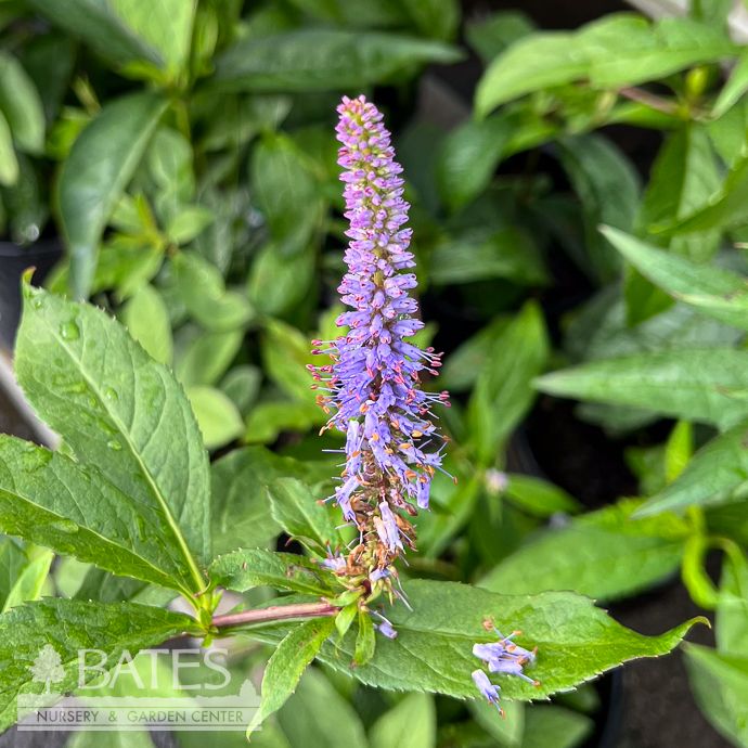 #1 Veronicastrum virginicum/ Culver's Root Native (TN)