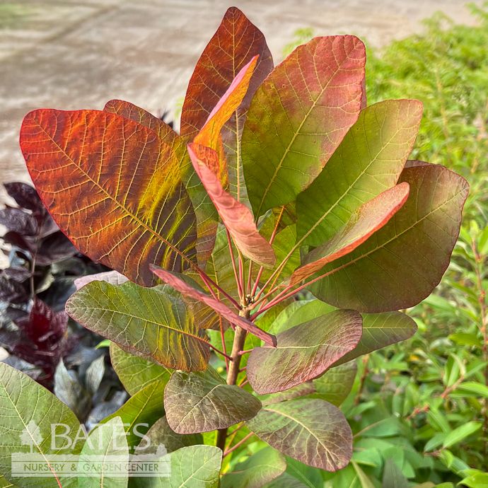 #3 Cotinus obovatus/ American Smoketree Native (TN)