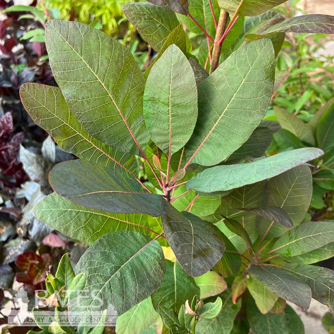 #3 Cotinus obovatus/ American Smoketree Native (TN)