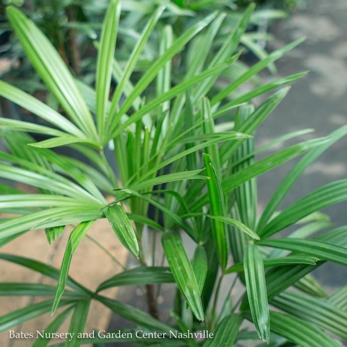 8p! Palm Rhapis excelsa /Lady Palm /Tropical